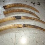 Gabon/ Libreville va abriter la 15e réunion de l’équipe multidisciplinaire de la FAO en Afrique centrale