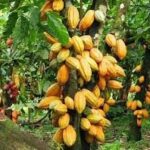 Casses à l’Avenue Kennedy : Des commerçants jouent au bras de fer avec le « super maire »